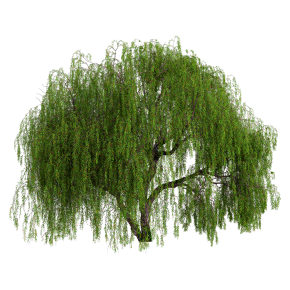 Weeping willow 05