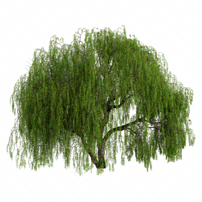 Weeping willow 05 Weeping willow 05