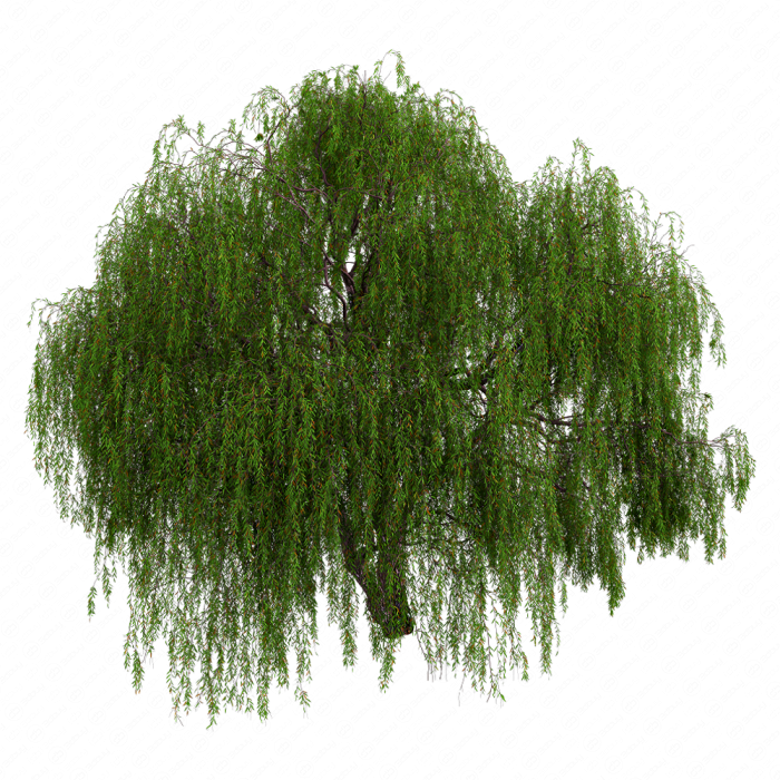 Weeping willow 05 Weeping willow 05