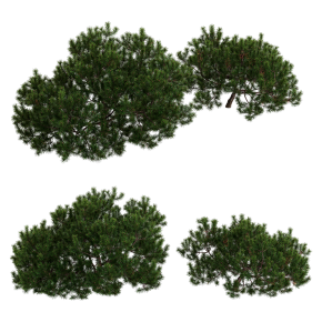 Pine