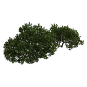 Pine