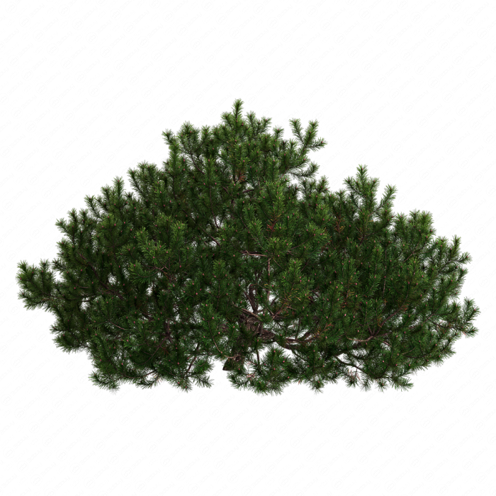 Pine Pine