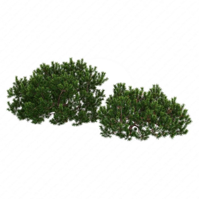 Pine Pine