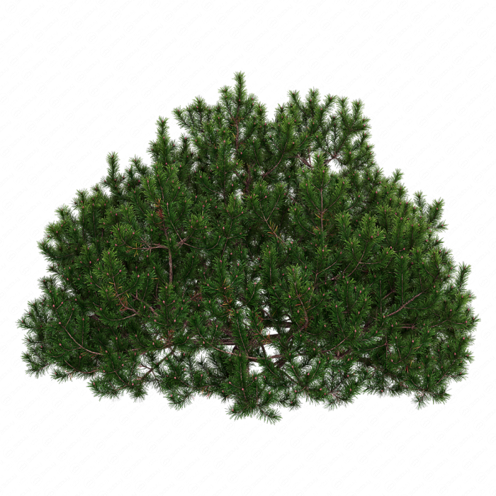 Pine Pine