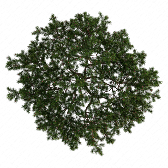 Pine Pine