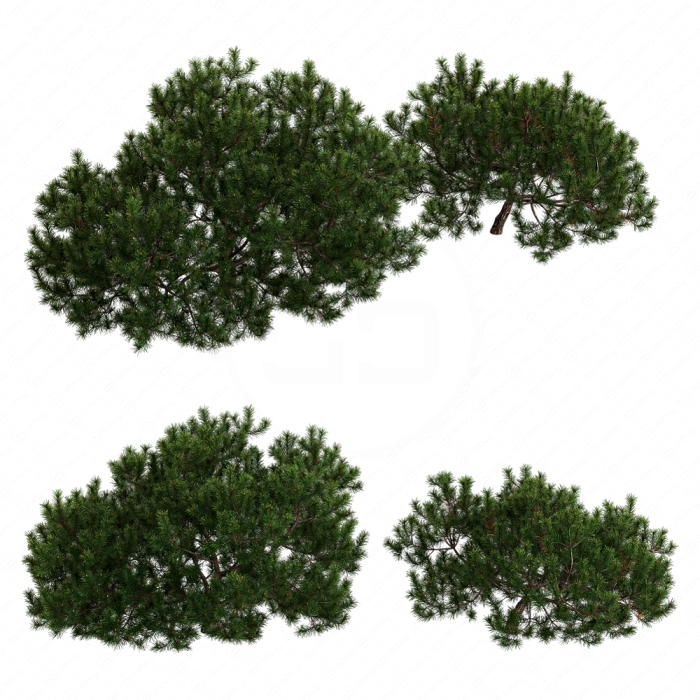 Pine Pine