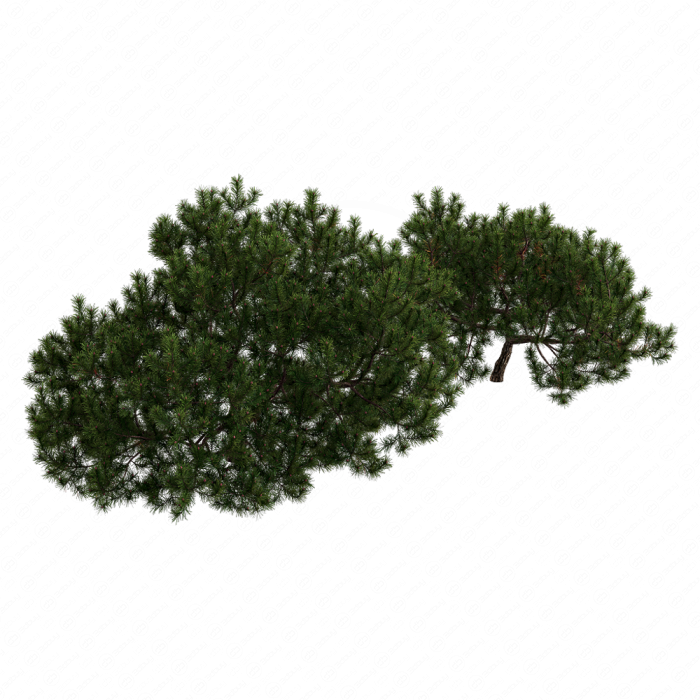 Pine Pine
