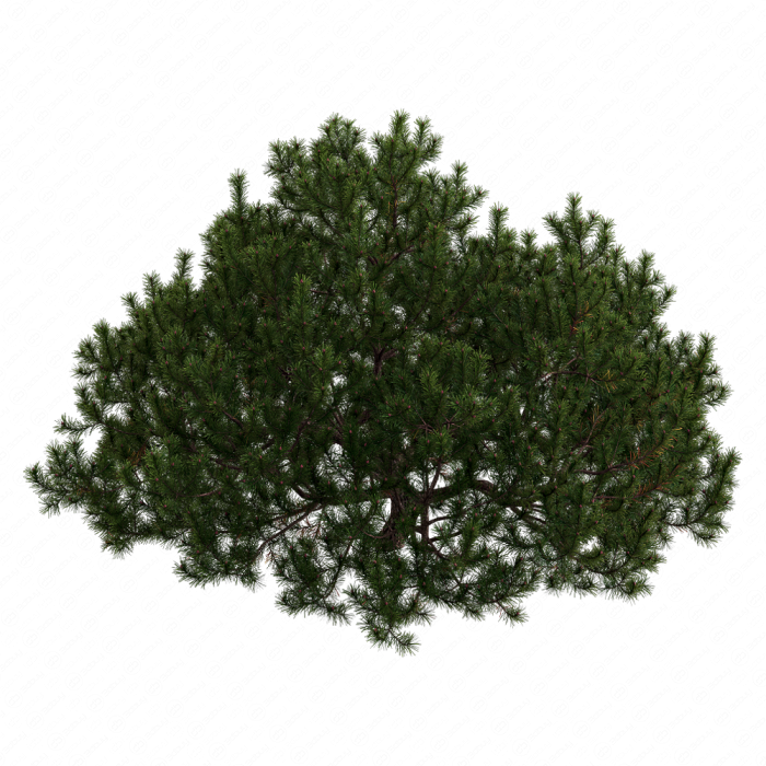 Pine Pine