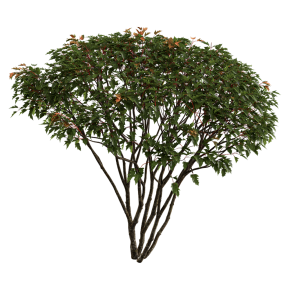Acer