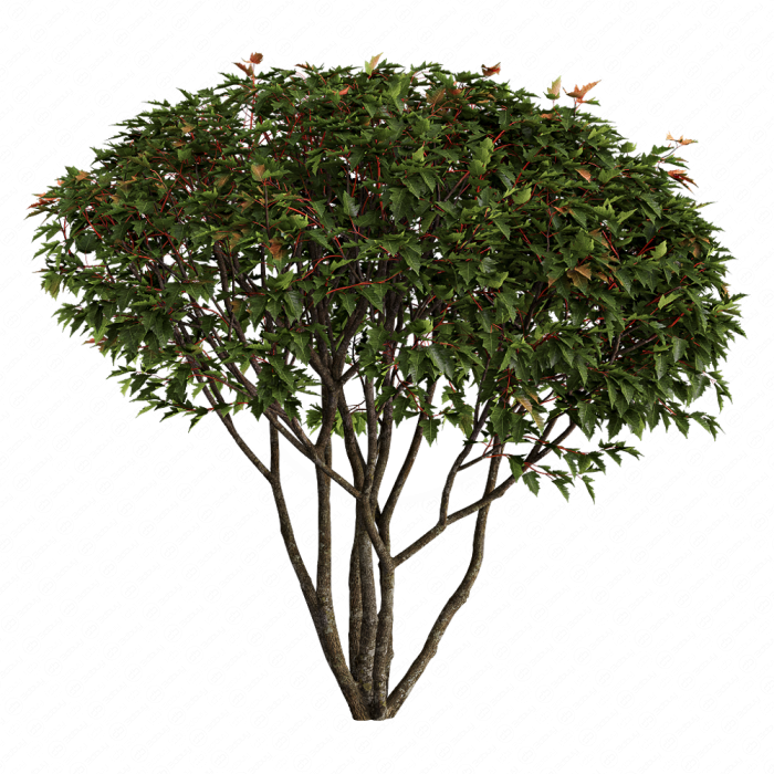 Acer