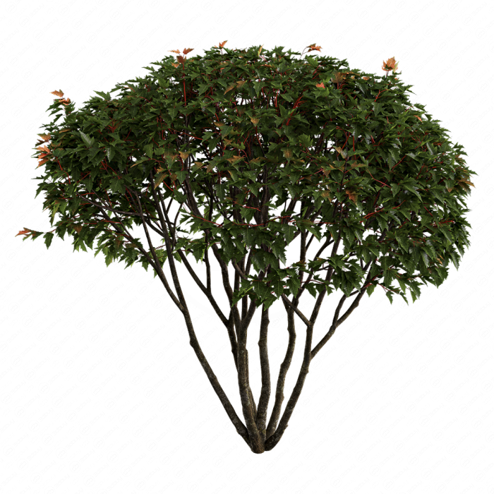 Acer