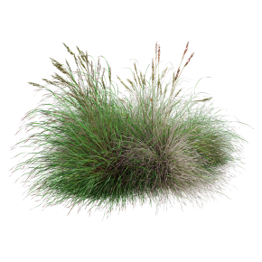 Festuca rubra