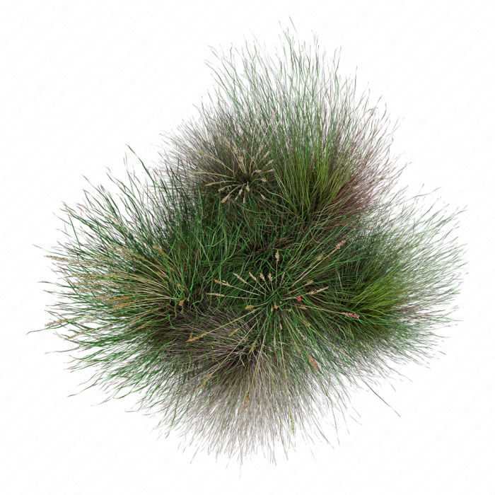 Festuca rubra
