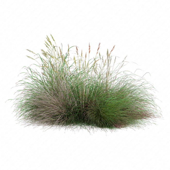 Festuca rubra