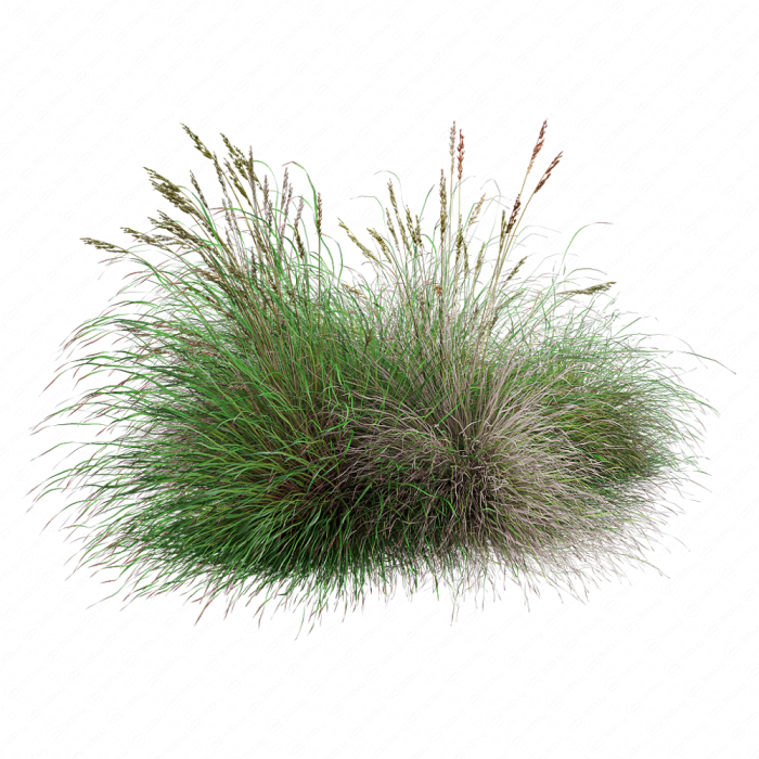 Festuca rubra