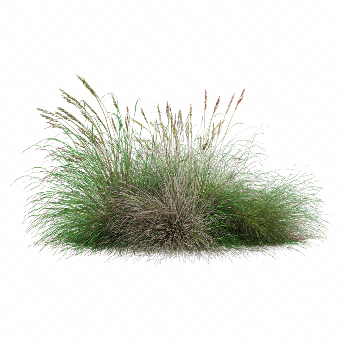 Festuca rubra