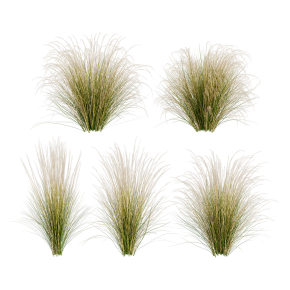 Ковыль / Stipa / Feather grass #1