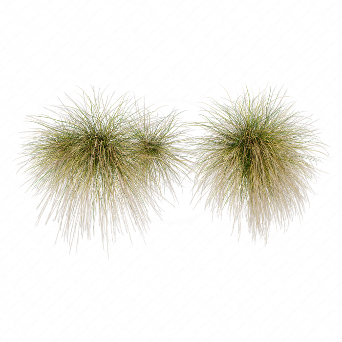 Ковыль / Stipa / Feather grass #1