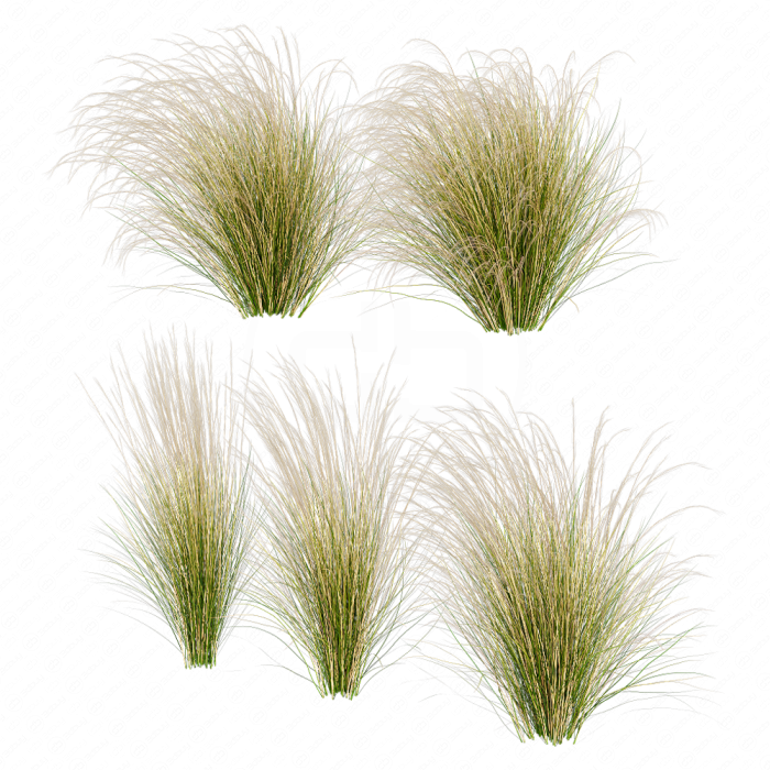 Ковыль / Stipa / Feather grass #1