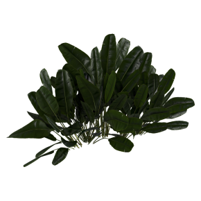 Куст Banana Outdoor Leaf Tropical