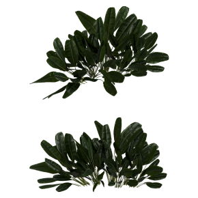 Куст Banana Outdoor Leaf Tropical