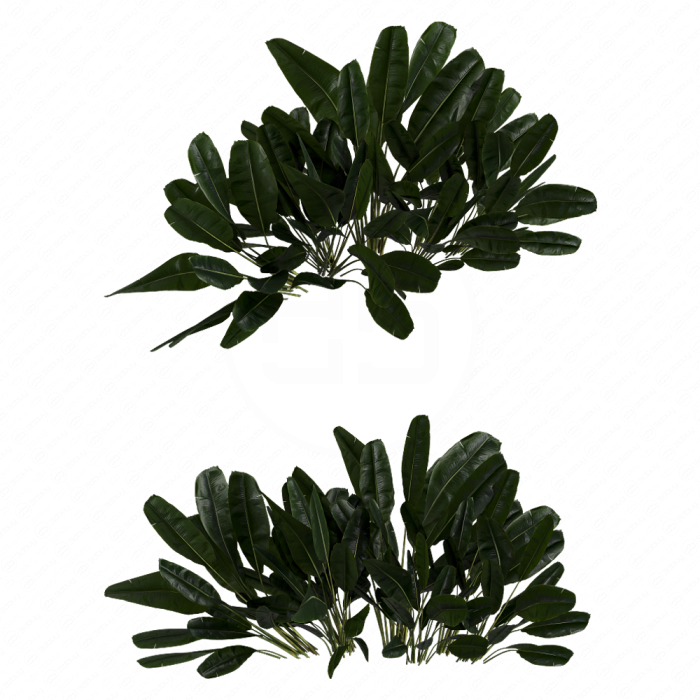 Куст Banana Outdoor Leaf Tropical Куст Banana Outdoor Leaf Tropical