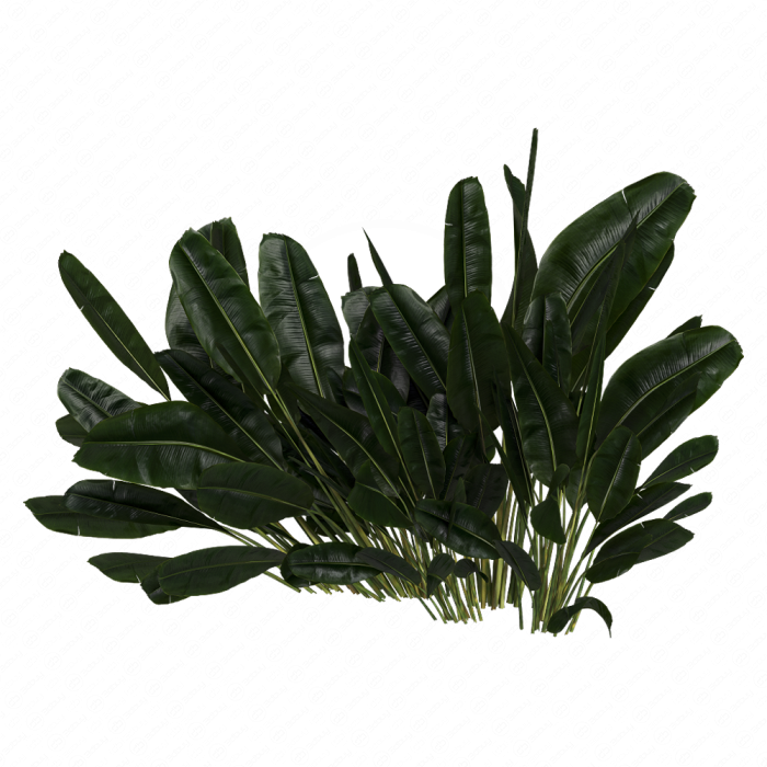 Куст Banana Outdoor Leaf Tropical Куст Banana Outdoor Leaf Tropical